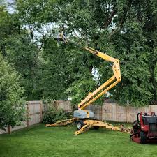 Reliable Cambridge, MD Tree Care Services Solutions