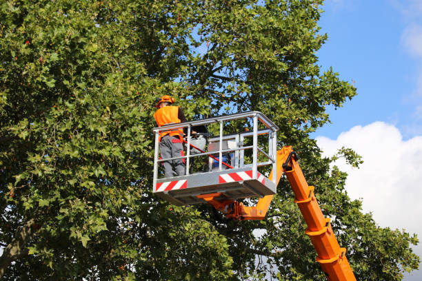 Best Tree Maintenance Programs  in Cambridge, MD