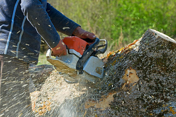 Seasonal Cleanup (Spring/Fall) in Cambridge, MD